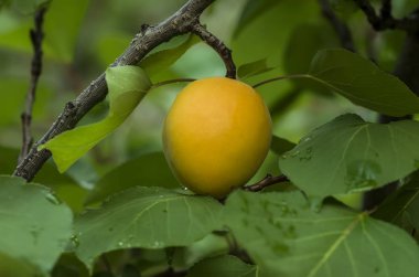 Taze meyve, tarım, kayısı ağacı. bahçede.