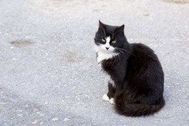 Yalnız sokak kedisi, açık. Evde beslenen hayvan hayvan; sokak kedisi. 