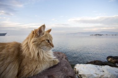 Yalnız sokak kedisi, açık. Evde beslenen hayvan hayvan; sokak kedisi. 