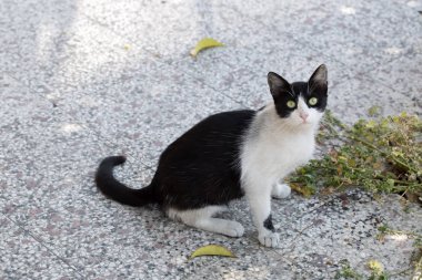 Yalnız sokak kedisi, açık. Evde beslenen hayvan hayvan; sokak kedisi. 