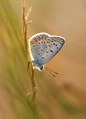 Doğal hayat; doğada kelebek. Fauna / flora kavramı.
