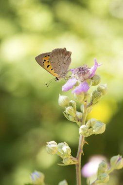 Doğal hayat; doğada kelebek. Fauna / flora kavramı.