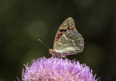 Doğal hayat; doğada kelebek. Fauna / flora kavramı.
