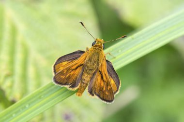 Doğal hayat; doğada kelebek. Fauna / flora kavramı.
