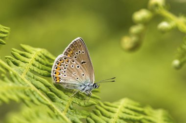 Doğal hayat; doğada kelebek. Fauna / flora kavramı.