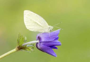 Doğal hayat; doğada kelebek. Fauna / flora kavramı.