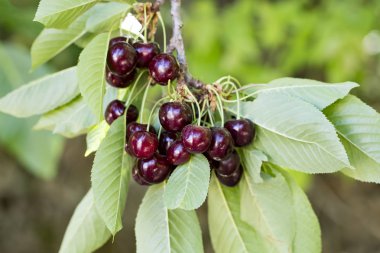 Olgun Kiraz küme kiraz ağacı üzerinde