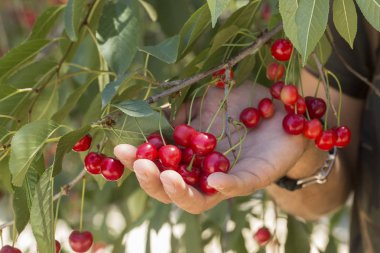 Olgun Kiraz küme kiraz ağacı üzerinde