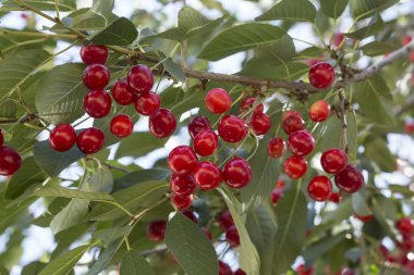 Olgun Kiraz küme kiraz ağacı üzerinde