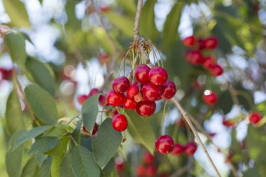 Olgun Kiraz küme kiraz ağacı üzerinde