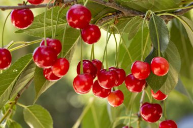 Olgun Kiraz küme kiraz ağacı üzerinde
