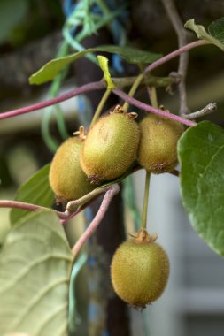 Yeşil kivi ağaca olgunlaşır. Kivi dal. Sağlıklı. Zengin vitamin.