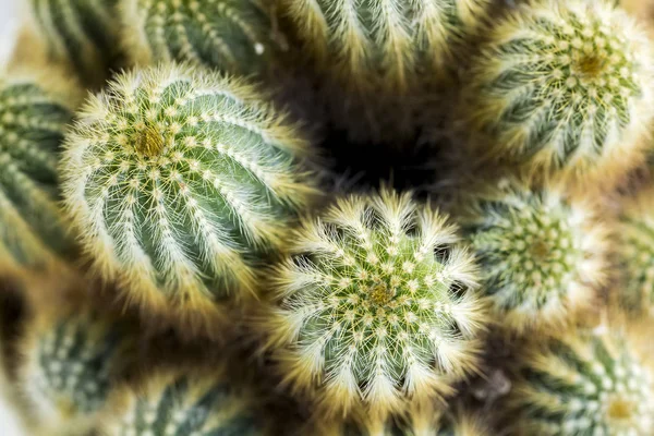 Small cactus in pot. Succulent cactus plant garden