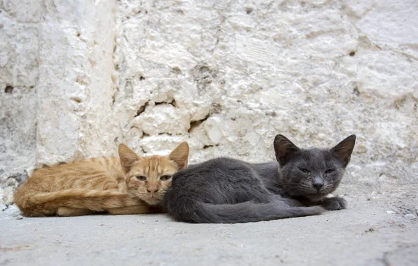 Solo Gato Callejero Aire Libre Animales Compañía Gatos Callejeros — Foto de Stock