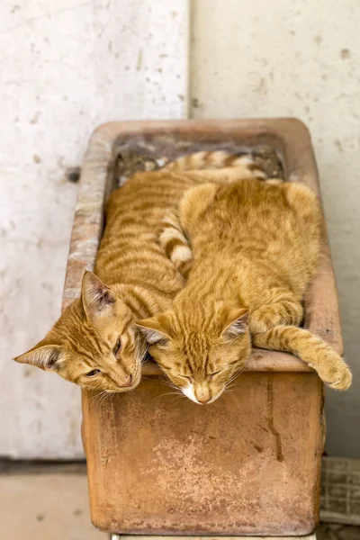 Ensam Ströva Katt Utomhus Sällskapsdjuret Herrelös Katt — Stockfoto