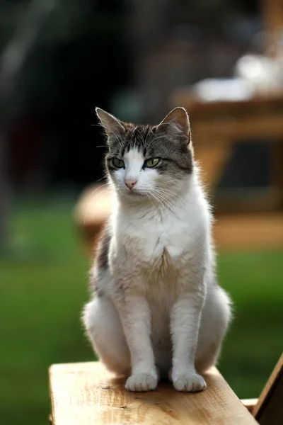 Ensam Ströva Katt Utomhus Sällskapsdjuret Herrelös Katt — Stockfoto