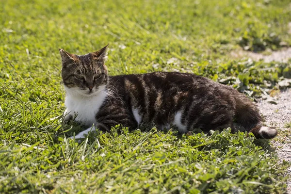 Ensam Ströva Katt Utomhus Sällskapsdjuret Herrelös Katt — Stockfoto