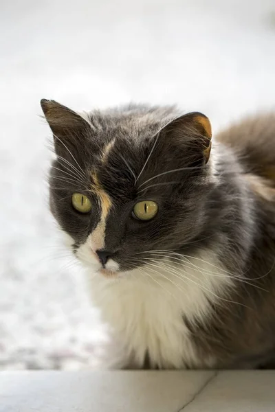 Gatto Randagio Solo All Aperto Animali Compagnia Gatto Randagio — Foto Stock