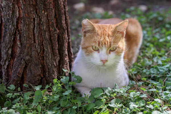 Alone Stray Cat Outdoor Pet Animal Stray Cat — Stock Photo, Image