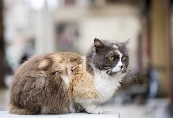 Solo Gato Callejero Aire Libre Animales Compañía Gatos Callejeros — Foto de Stock