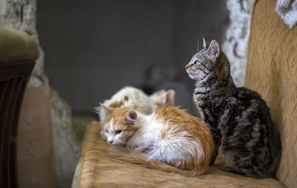 Gatto Randagio Solo All Aperto Animali Compagnia Gatto Randagio — Foto Stock