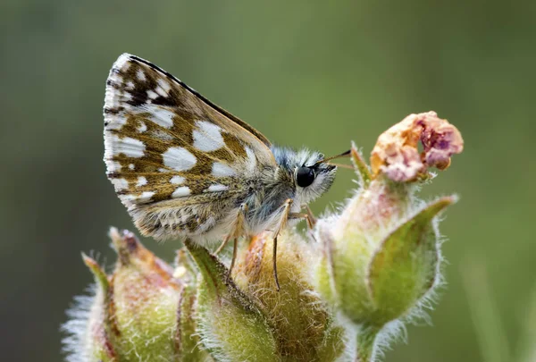 Естественная Жизнь Бабочка Природе Концепция Фауны Флоры — стоковое фото