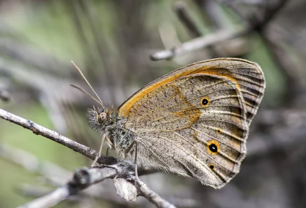 Naturalnego Życia Motyl Przyrodzie Fauna Koncepcja Flora — Zdjęcie stockowe