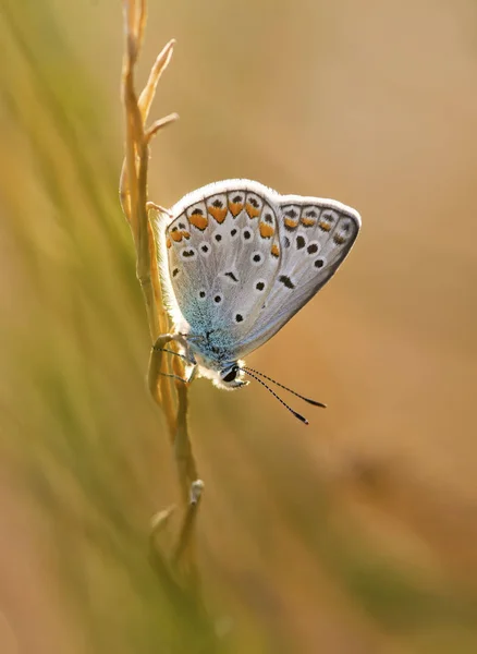Φυσική Ζωή Πεταλούδα Στη Φύση Πανίδας Χλωρίδας Έννοια — Φωτογραφία Αρχείου
