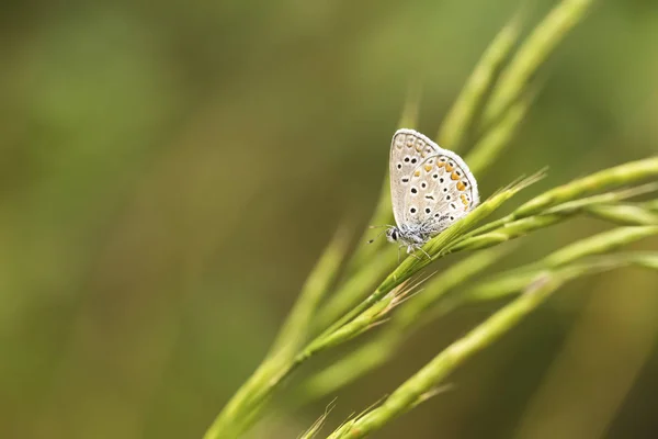 Vida Natural Mariposa Naturaleza Concepto Fauna Flora — Foto de Stock