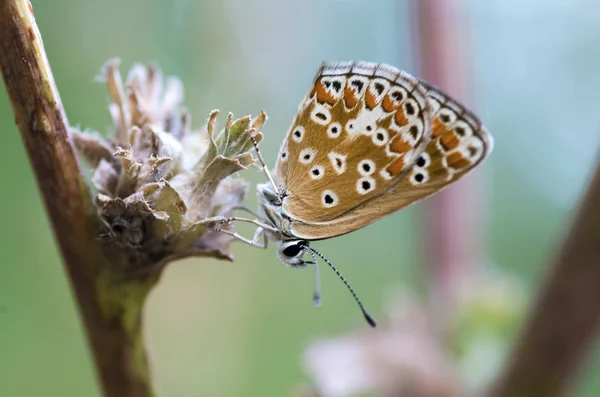 Naturalnego Życia Motyl Przyrodzie Fauna Koncepcja Flora — Zdjęcie stockowe