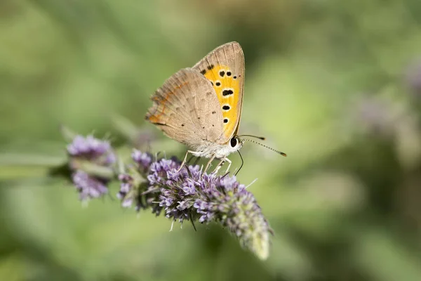 Naturalnego Życia Motyl Przyrodzie Fauna Koncepcja Flora — Zdjęcie stockowe