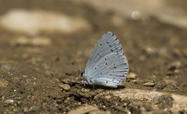 Doğal Hayat Doğada Kelebek Fauna Flora Kavramı — Stok fotoğraf