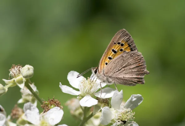 Vie Naturelle Papillon Dans Nature Concept Faune Flore — Photo