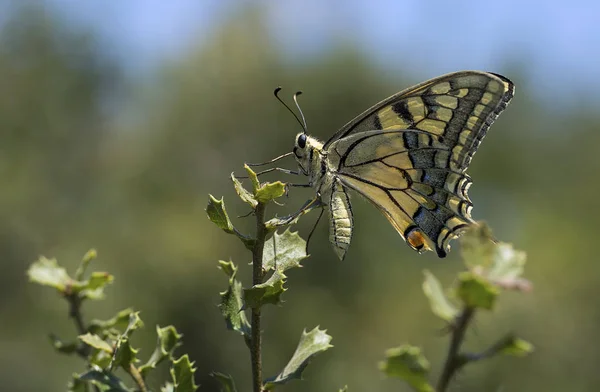 Doğal Hayat Doğada Kelebek Fauna Flora Kavramı — Stok fotoğraf