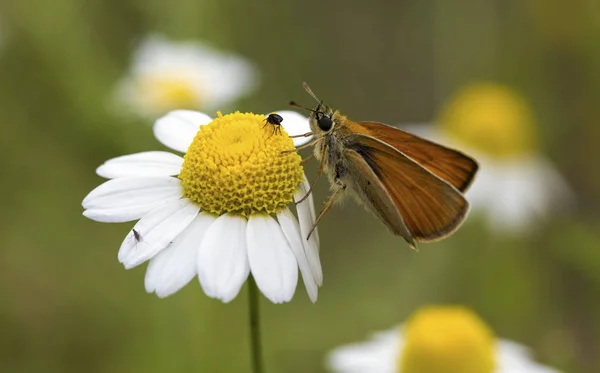 Vida Natural Mariposa Naturaleza Concepto Fauna Flora — Foto de Stock
