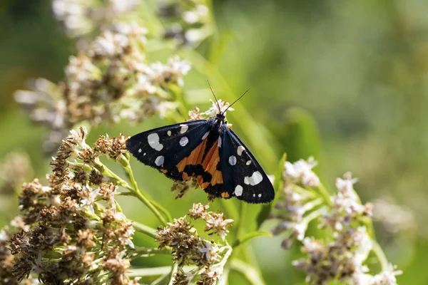 Vita Naturale Farfalla Natura Concetto Flora Fauna — Foto Stock