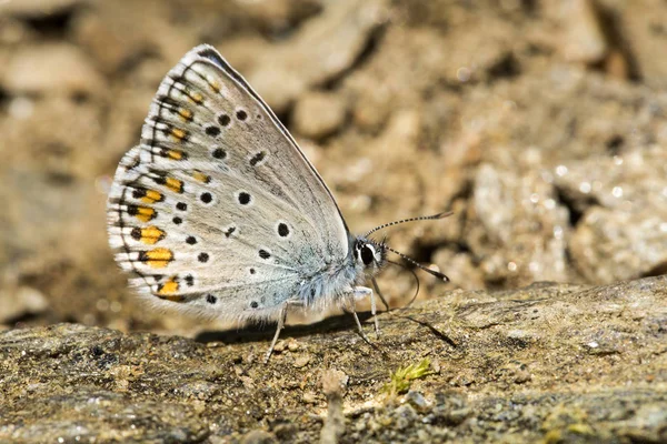 Doğal Hayat Doğada Kelebek Fauna Flora Kavramı — Stok fotoğraf