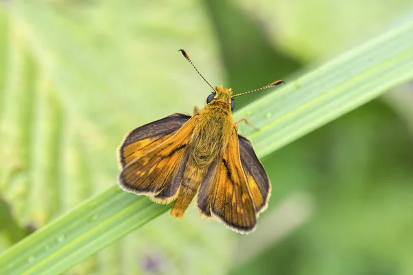 Vie Naturelle Papillon Dans Nature Concept Faune Flore — Photo