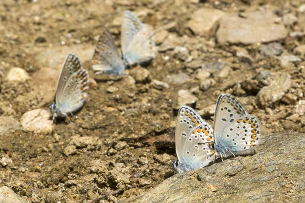 Vita Naturale Farfalla Natura Concetto Flora Fauna — Foto Stock