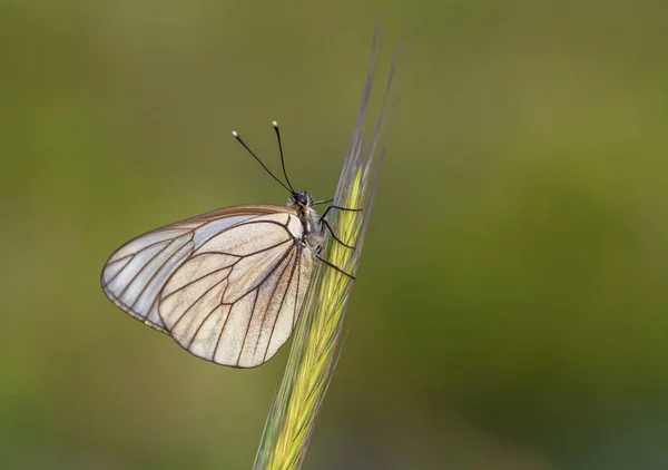 Naturalnego Życia Motyl Przyrodzie Fauna Koncepcja Flora — Zdjęcie stockowe