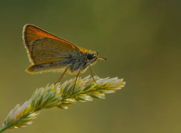 自然生活 蝴蝶在自然界 动物区系 植物区系概念 — 图库照片