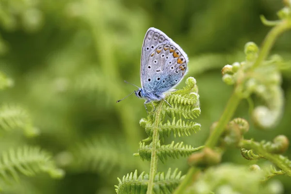 ナチュラル ライフ 自然の中の蝶します 植物の概念 — ストック写真