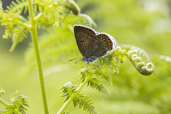 自然生活 蝴蝶在自然界 动物区系 植物区系概念 — 图库照片