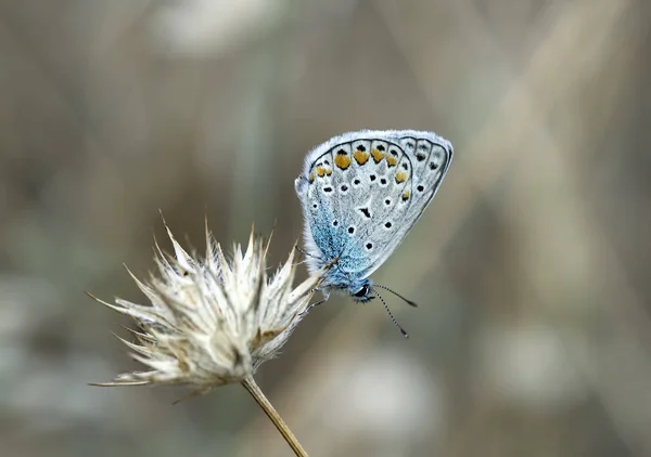 Naturalnego Życia Motyl Przyrodzie Fauna Koncepcja Flora — Zdjęcie stockowe