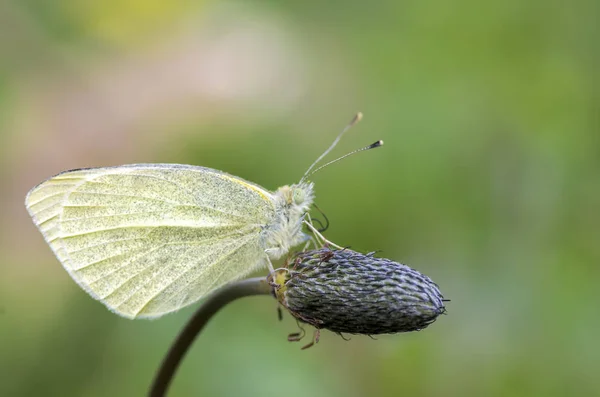 Vie Naturelle Papillon Dans Nature Concept Faune Flore — Photo