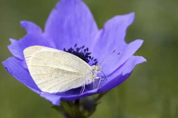 Naturalnego Życia Motyl Przyrodzie Fauna Koncepcja Flora — Zdjęcie stockowe