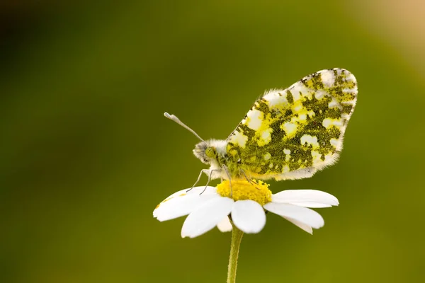 Vie Naturelle Papillon Dans Nature Concept Faune Flore — Photo