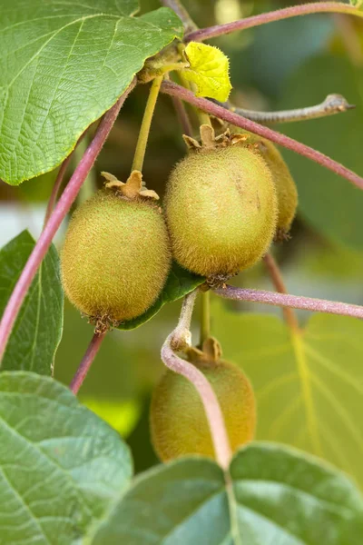 Green kiwis ripen on a tree. Kiwis on a branch. Healthy. Rich in vitamins.