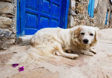 Yalnız sokak kedisi açık. Evcil hayvan başıboş köpek.
