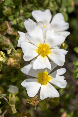 Kır çiçeği; Beyaz cistus. Doğa Çiçek Fotoğraf.